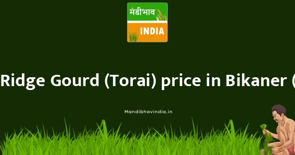 Ridge Gourd (Torai) price